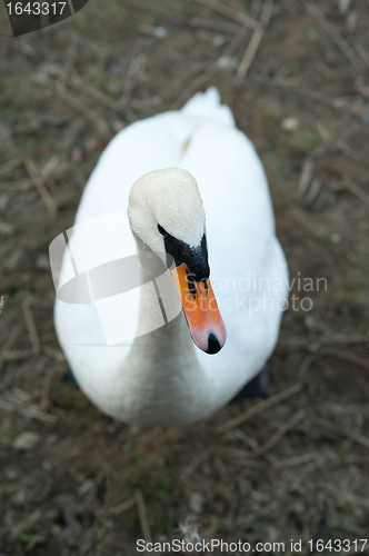 Image of Swan