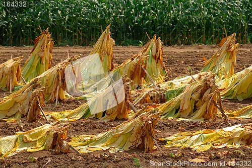 Image of Tobacco Plants at Harvest