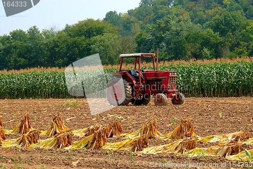 Image of Tobacco Plants at Harvest