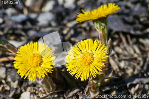 Image of coughwort