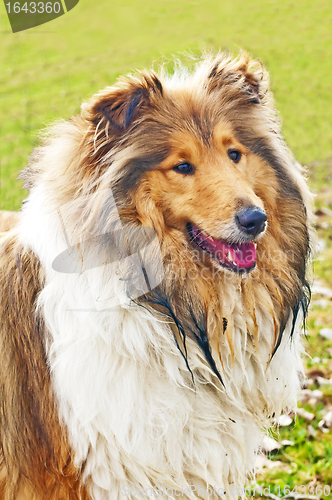 Image of collie