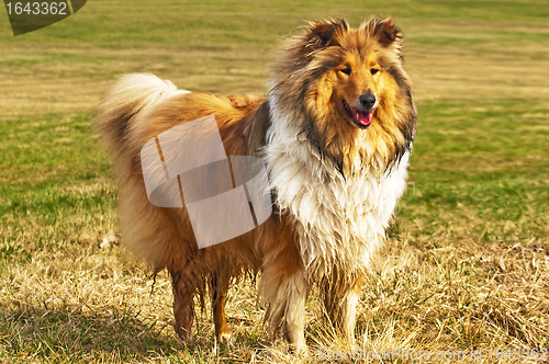 Image of wet collie dog