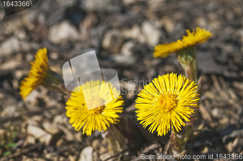 Image of coughwort