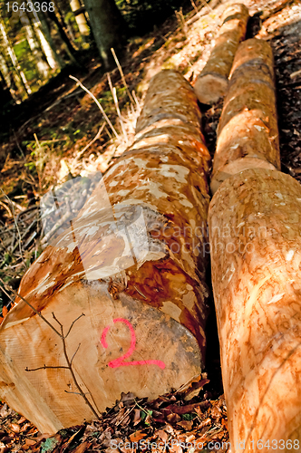 Image of timber wood