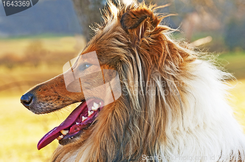 Image of collie