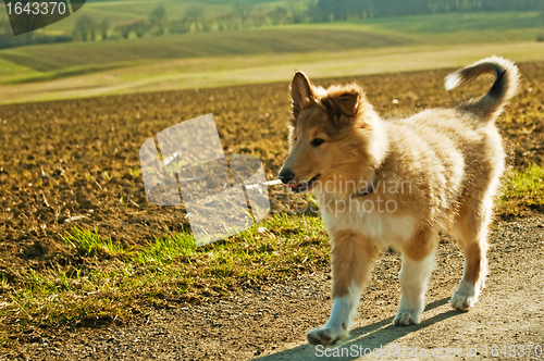 Image of collie whelp