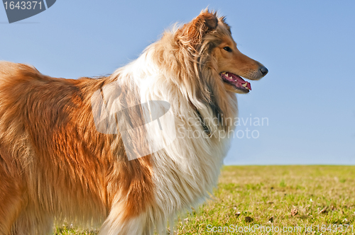 Image of collie