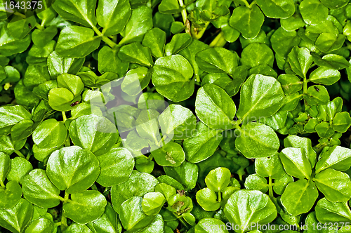 Image of water cress, Nasturtium officinale