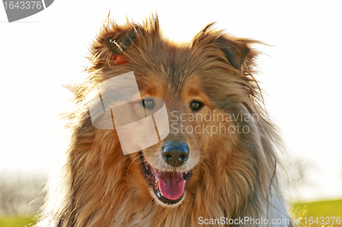 Image of collie