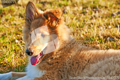 Image of collie whelp