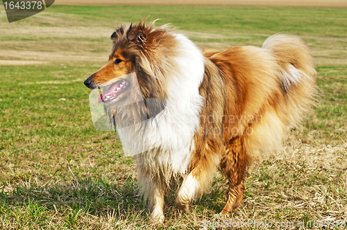 Image of collie