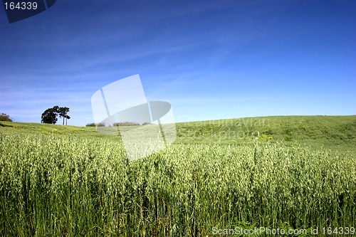 Image of Green landscape