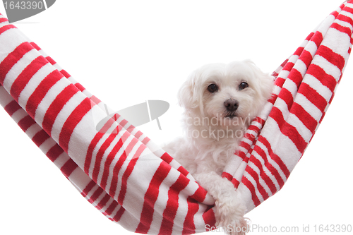 Image of Cute puppy dog relaxing