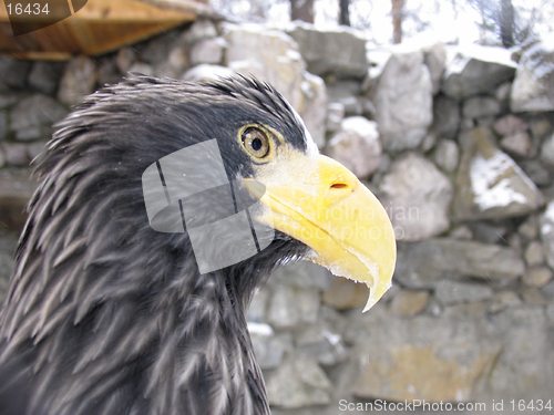 Image of Steller's sea eagle