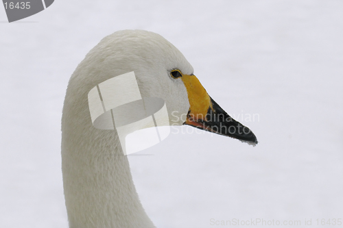 Image of Head of white swan