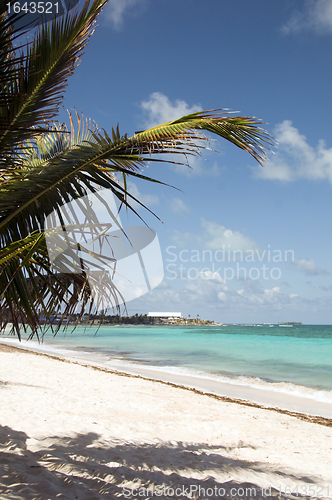 Image of beach palm tree San Luis  Andres Island Colombia South America