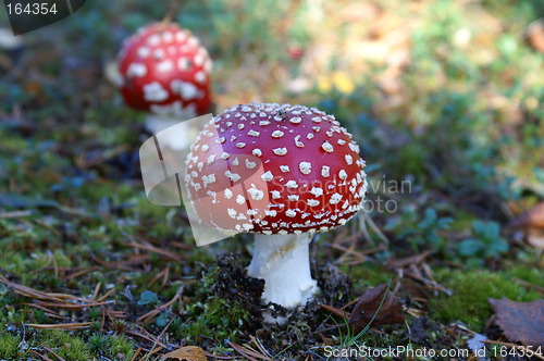 Image of Fly agaric