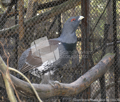 Image of Capercaillie