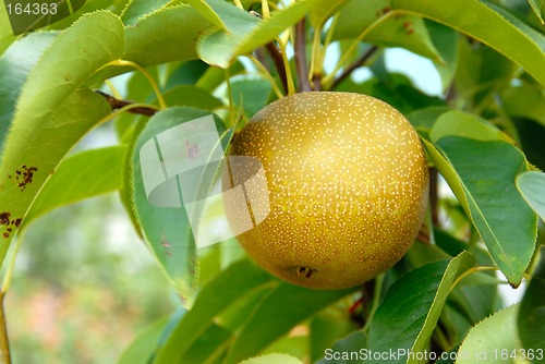 Image of Olympic Asian Pear Tree