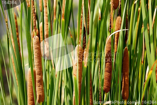 Image of Cattail Stand