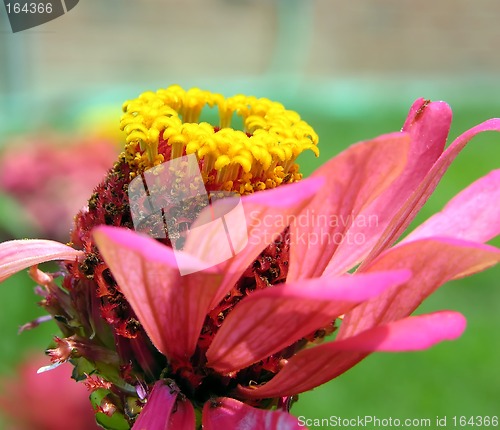 Image of Zinnia Flower