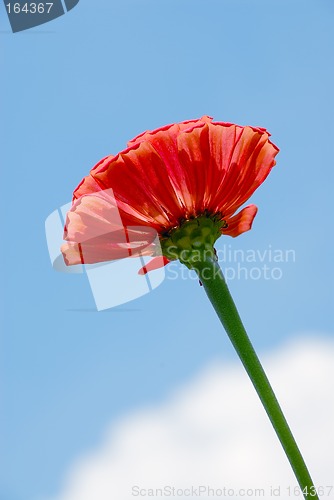 Image of Red Zinnia