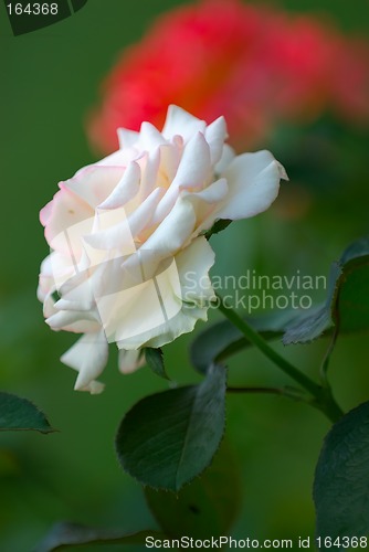 Image of White Rose of Summer