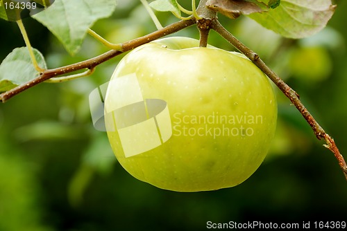 Image of Yellow Apple Tree