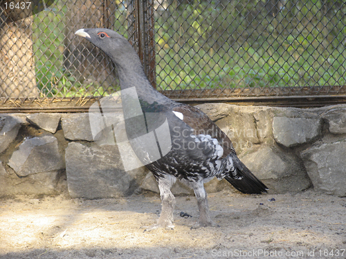 Image of Capercaillie