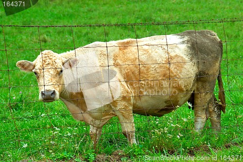 Image of Female Cow