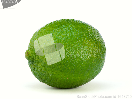 Image of Lonely lime