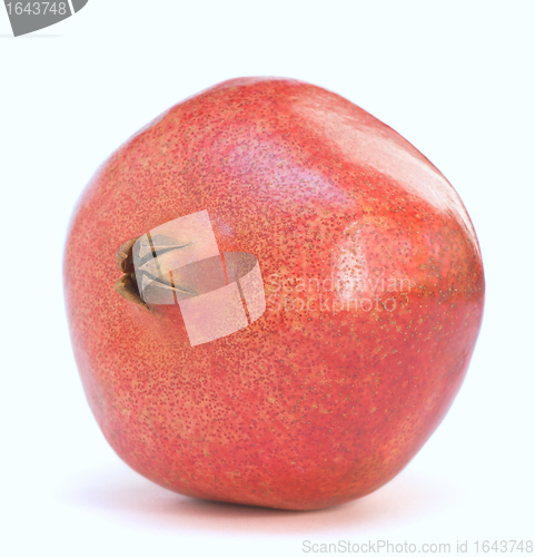 Image of Lonely pomegranate