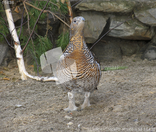 Image of Capercaillie