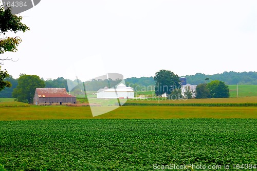 Image of The Harvest
