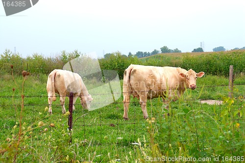 Image of Two Female Cows