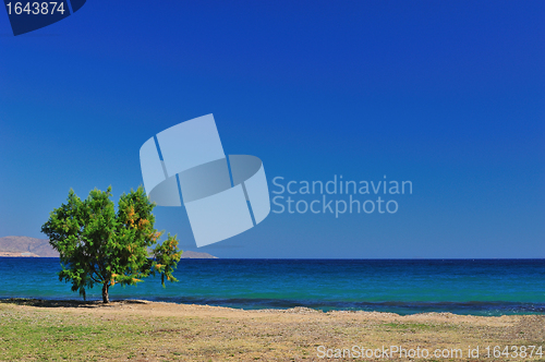 Image of Beautiful seascape with a cypress