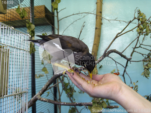 Image of Thrush bird