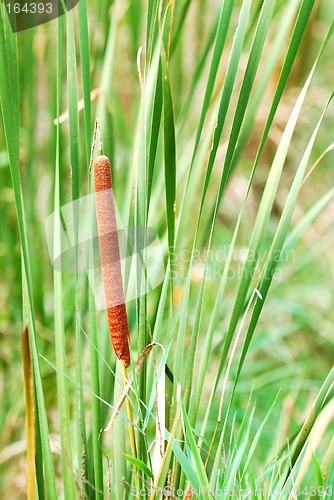 Image of Bullrush Cattail