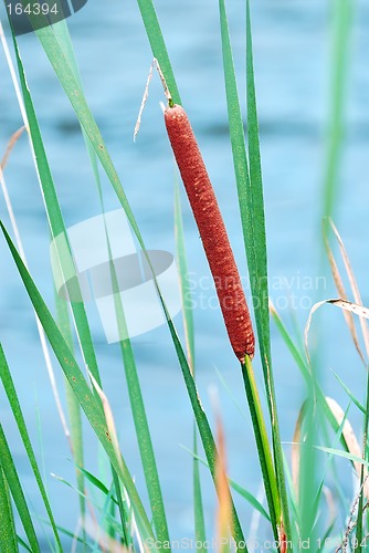 Image of Bullrush Cattail