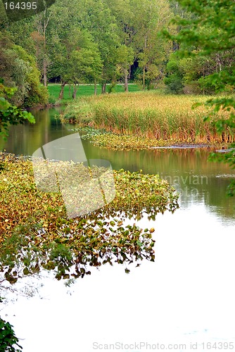 Image of Bullrush Cattail Marsh