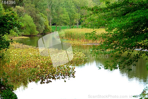 Image of Bullrush Cattail Marsh