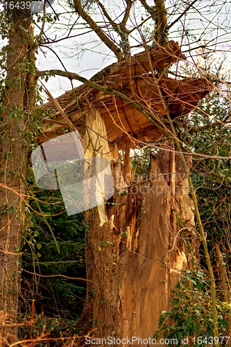 Image of tree broken by the wind