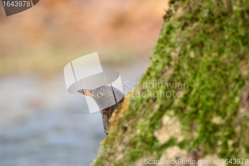 Image of blackbird hiding