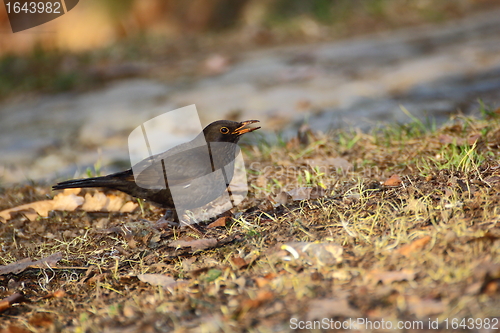 Image of female blackbird