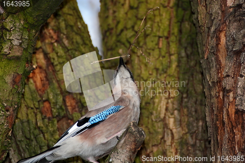 Image of jay making its nest