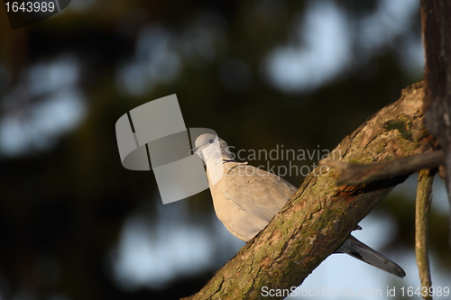Image of turtledove at sunset