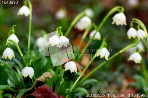 Image of wild snowflakes in the woods