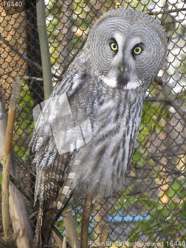 Image of Great gray owl