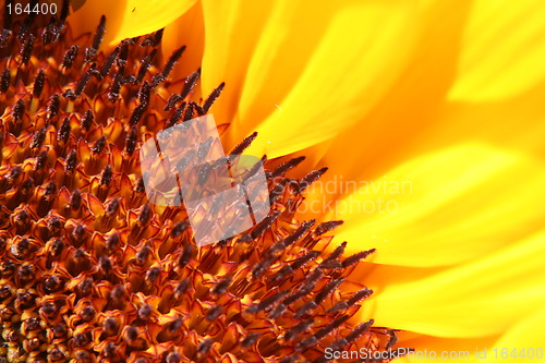 Image of part of sunflower