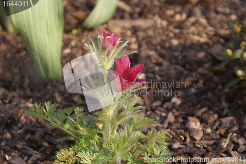 Image of red pasqueflower